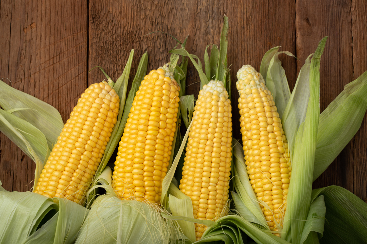 Fresh Corn Cobs 